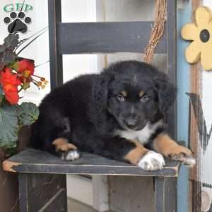 Drifter, Australian Shepherd Puppy