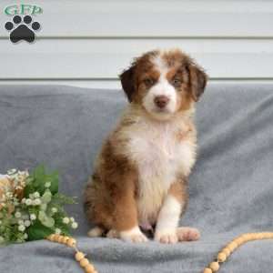Drifter, Mini Bernedoodle Puppy