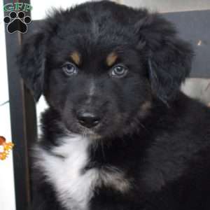 Drifter, Australian Shepherd Puppy