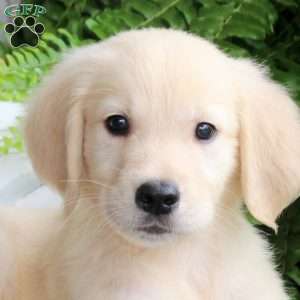 Drifter, Golden Retriever Puppy