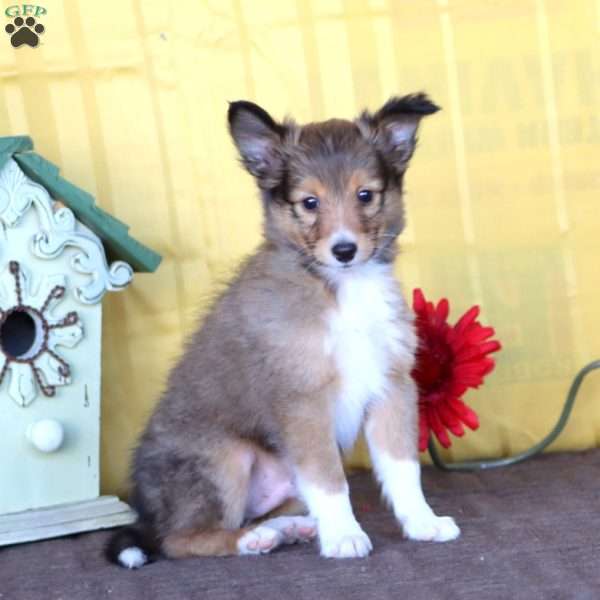 Duff, Sheltie Puppy