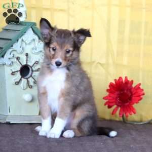 Duff, Sheltie Puppy