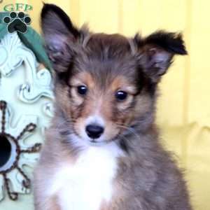 Duff, Sheltie Puppy