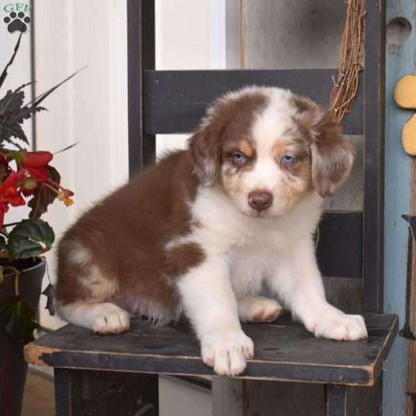 Duke, Australian Shepherd Puppy