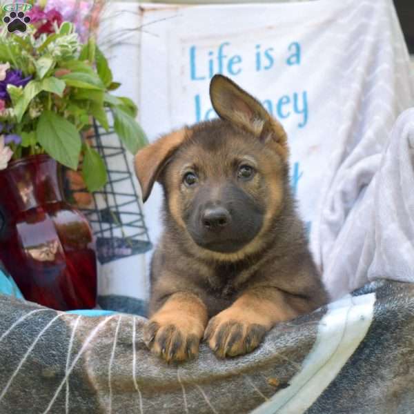 Duke, German Shepherd Puppy