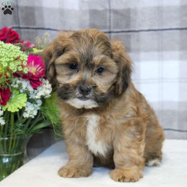 Duke, Shih-Poo Puppy