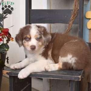 Duke, Australian Shepherd Puppy