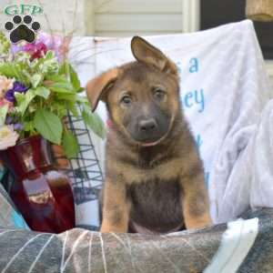 Duke, German Shepherd Puppy