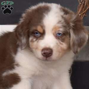 Duke, Australian Shepherd Puppy