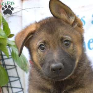 Duke, German Shepherd Puppy