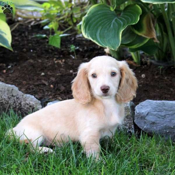 Duncan, Dachshund Puppy