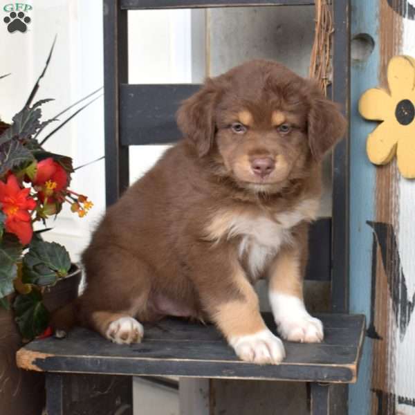 Dusty, Australian Shepherd Puppy