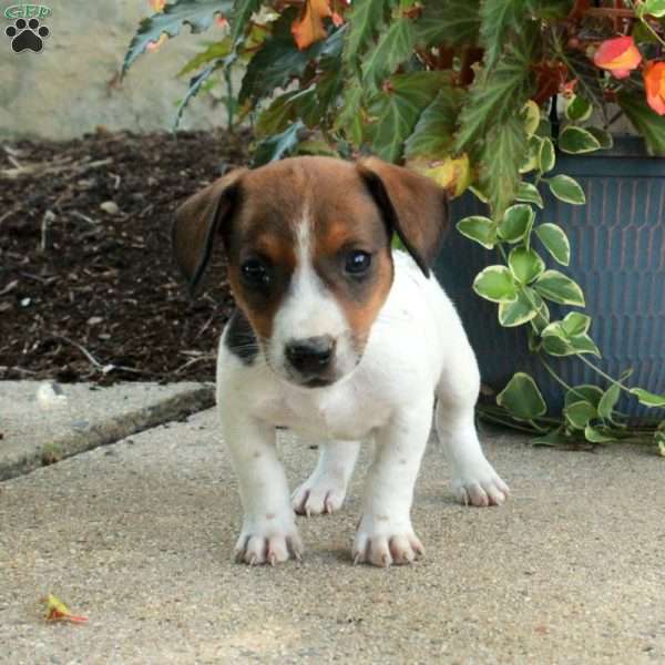 Dusty, Jack Russell Terrier Puppy