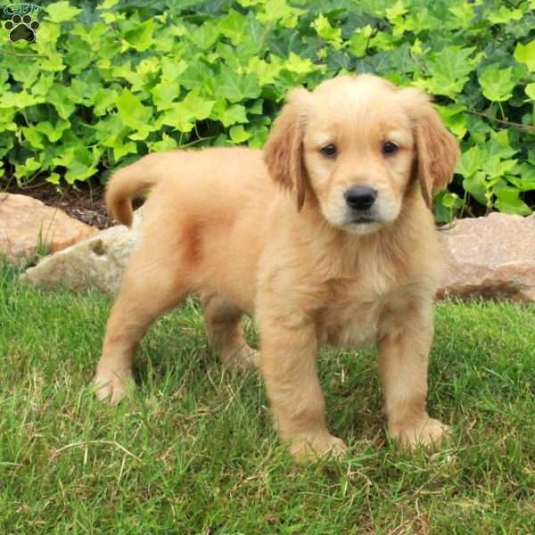 Dusty, Golden Retriever Puppy