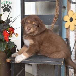 Dusty, Australian Shepherd Puppy