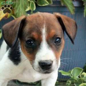 Dusty, Jack Russell Terrier Puppy