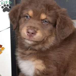 Dusty, Australian Shepherd Puppy