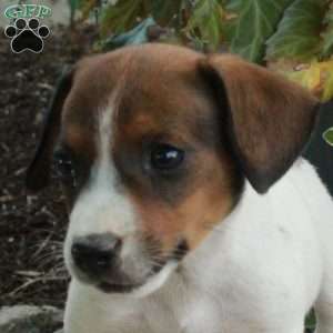 Dusty, Jack Russell Terrier Puppy
