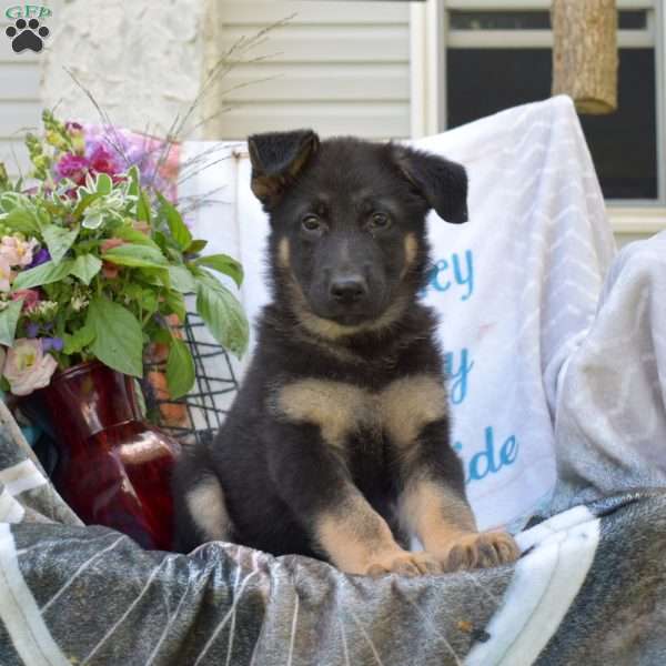 Dutchess, German Shepherd Puppy
