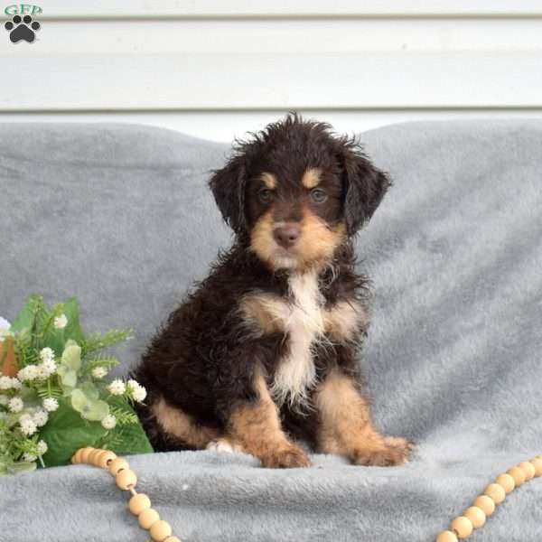 Dutchess, Mini Bernedoodle Puppy