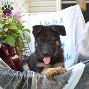 Dutchess, German Shepherd Puppy