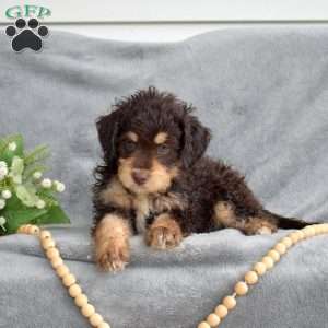 Dutchess, Mini Bernedoodle Puppy