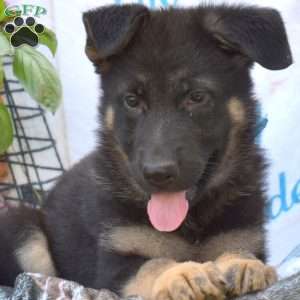 Dutchess, German Shepherd Puppy