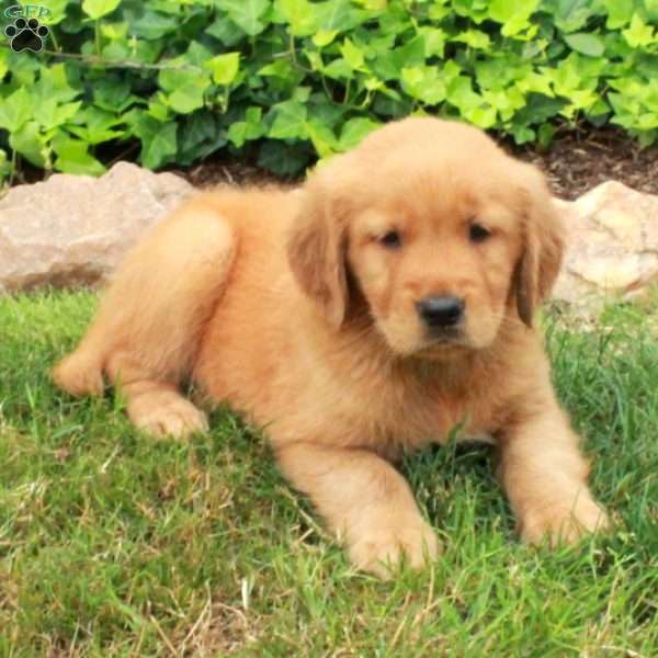 Dylan, Golden Retriever Puppy