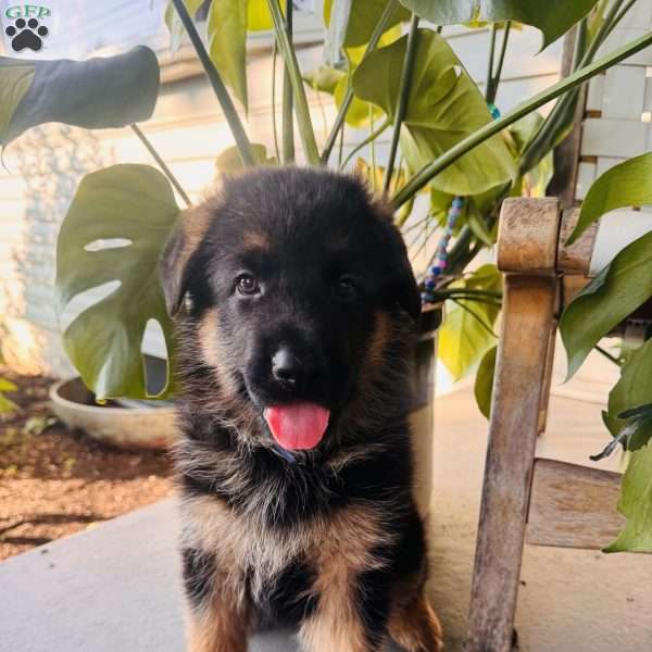 Bear, German Shepherd Puppy
