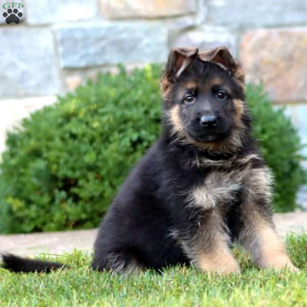 Eagle, German Shepherd Puppy