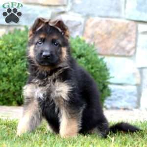 Eagle, German Shepherd Puppy