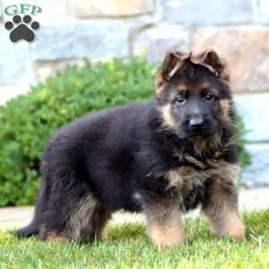 Eagle, German Shepherd Puppy