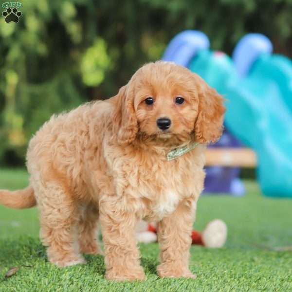 Easton, Cavapoo Puppy