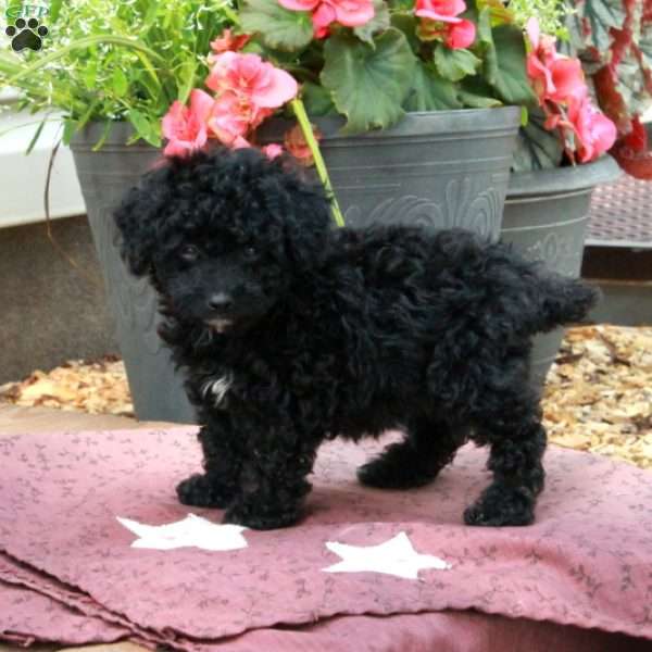 Echo, Toy Poodle Puppy