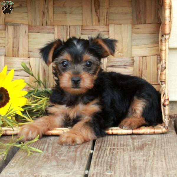 Echo, Yorkie Puppy