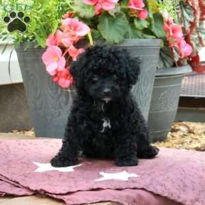 Echo, Toy Poodle Puppy