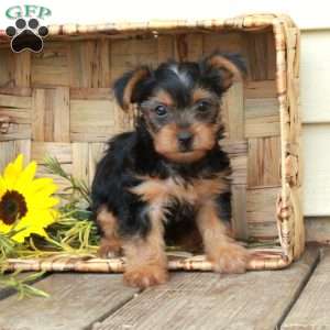 Echo, Yorkie Puppy