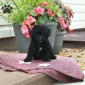 Echo, Toy Poodle Puppy