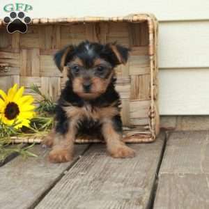 Echo, Yorkie Puppy
