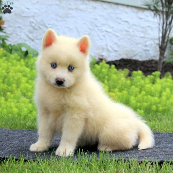 Echo, Pomsky Puppy