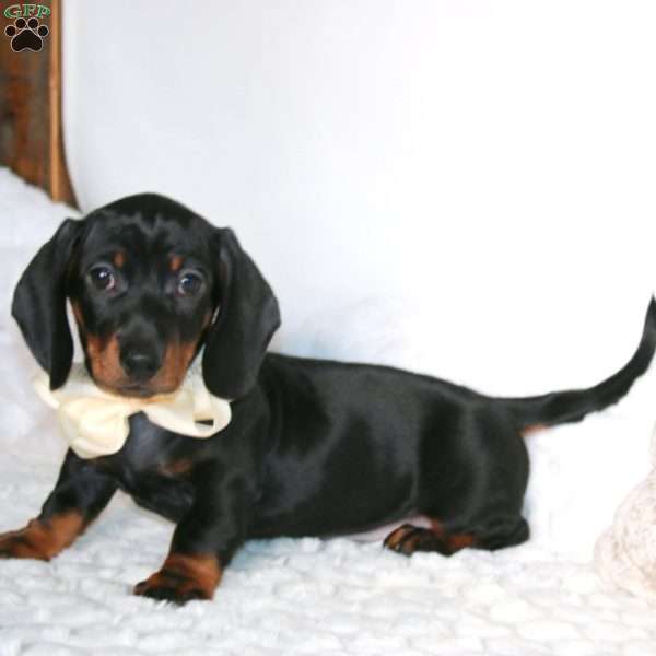 Echo, Dachshund Puppy
