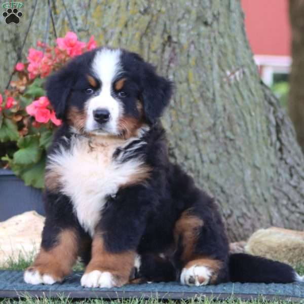 Echo, Bernese Mountain Dog Puppy