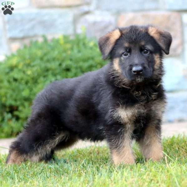Echo, German Shepherd Puppy