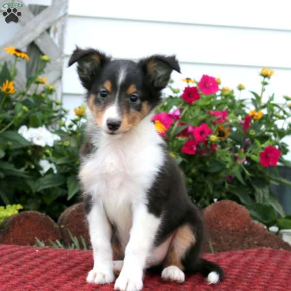 Echo, Sheltie Puppy