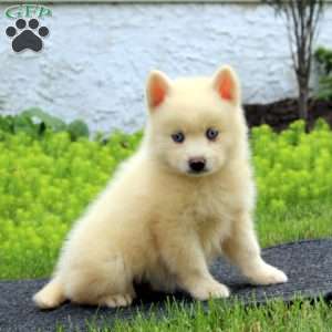 Echo, Pomsky Puppy