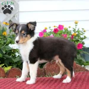 Echo, Sheltie Puppy
