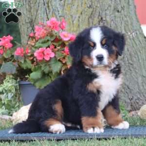 Echo, Bernese Mountain Dog Puppy