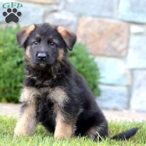 Echo, German Shepherd Puppy