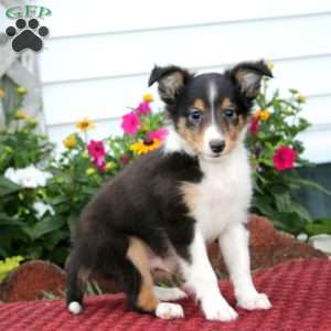 Echo, Sheltie Puppy