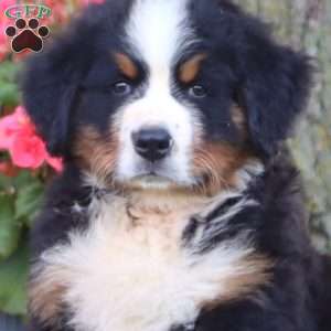 Echo, Bernese Mountain Dog Puppy